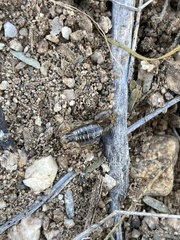 Superstitionia donensis