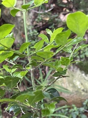 Psydrax obovata elliptica