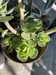 Portulaca molokiniensis