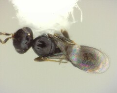 Ceraphronidae