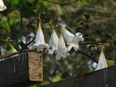 Beaumontia grandiflora