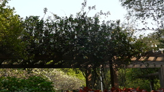 Beaumontia grandiflora