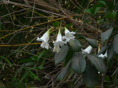 Beaumontia grandiflora