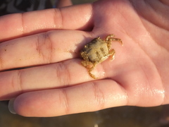 Hemigrapsus sanguineus