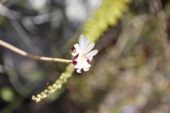 Gerbera piloselloides