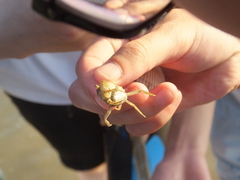 Hemigrapsus sanguineus