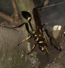 Sceliphron asiaticum