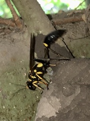 Sceliphron asiaticum