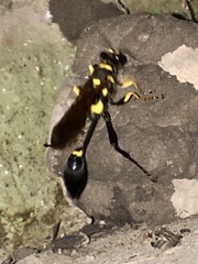 Sceliphron asiaticum