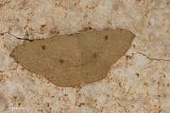 Cyclophora puppillaria