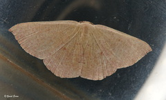 Cyclophora puppillaria