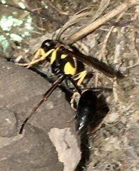 Sceliphron asiaticum