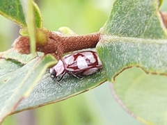 Omophoita magniguttis