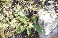 Gerbera piloselloides