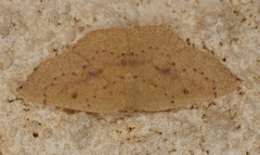 Cyclophora puppillaria
