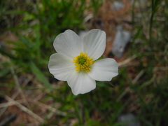 Ranunculus kuepferi