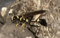 Sceliphron asiaticum