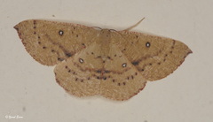 Cyclophora puppillaria