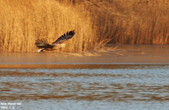 Haliaeetus albicilla