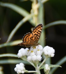 Boloria chariclea