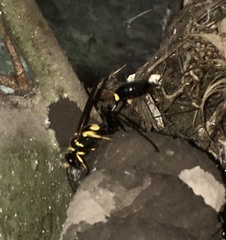 Sceliphron asiaticum