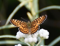 Boloria chariclea
