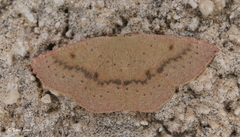 Cyclophora puppillaria
