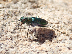 Cicindela depressula depressula
