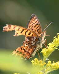 Boloria chariclea
