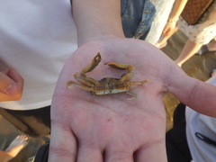 Macrophthalmus