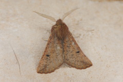 Dasycorsa modesta
