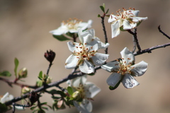 Lindleya mespiloides