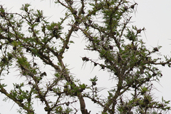 Vachellia drepanolobium