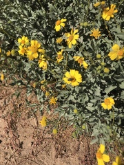 Copestylum mexicanum