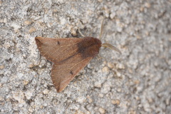 Dasycorsa modesta