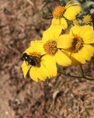 Copestylum mexicanum