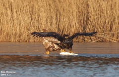 Haliaeetus albicilla