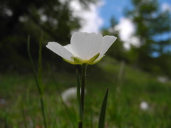 Ranunculus kuepferi