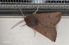 Dasycorsa modesta