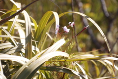 Pelargonium divisifolium
