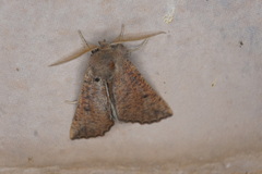 Dasycorsa modesta