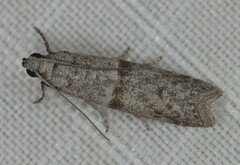 Cadra cautella