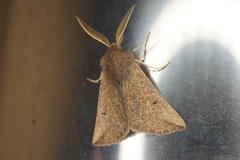 Dasycorsa modesta