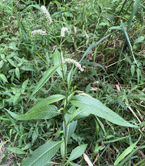 Persicaria lapathifolia
