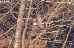 Haliaeetus albicilla