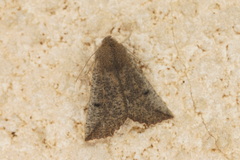 Dasycorsa modesta