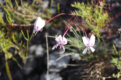 Pelargonium divisifolium