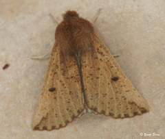 Dasycorsa modesta