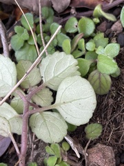 Plectranthus verticillatus