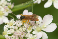 Tryphoninae